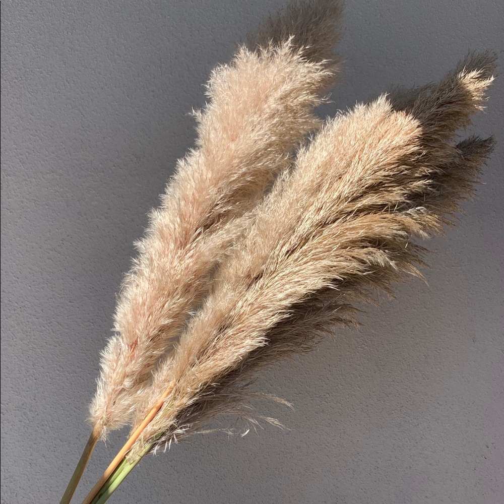 Pampas Grass